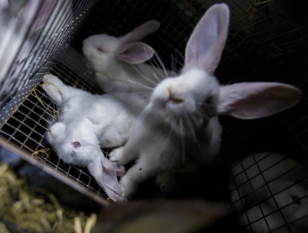 Neue Tierschutzgesetze: Fortschritt oder Trugbild? - Neue Tierschutzgesetze: Fortschritt oder Trugbild? -