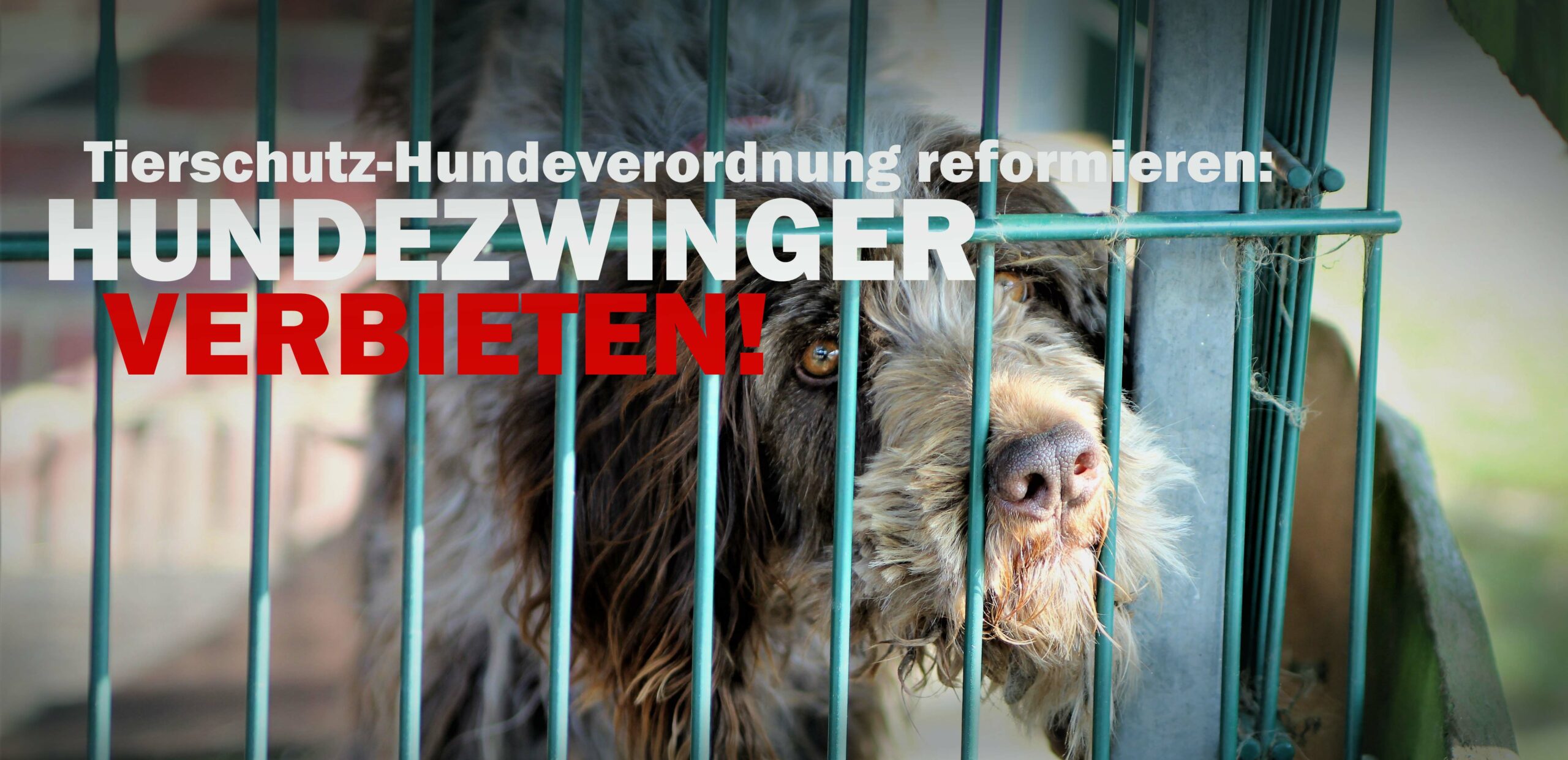 Hundezwinger1flat_slider-scaled